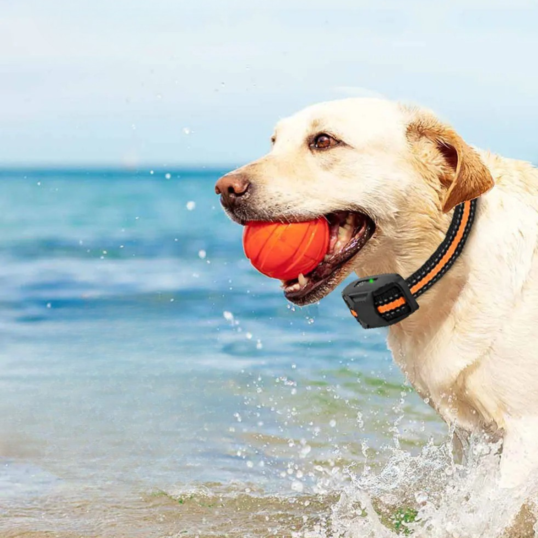 Dog Training E-Collar